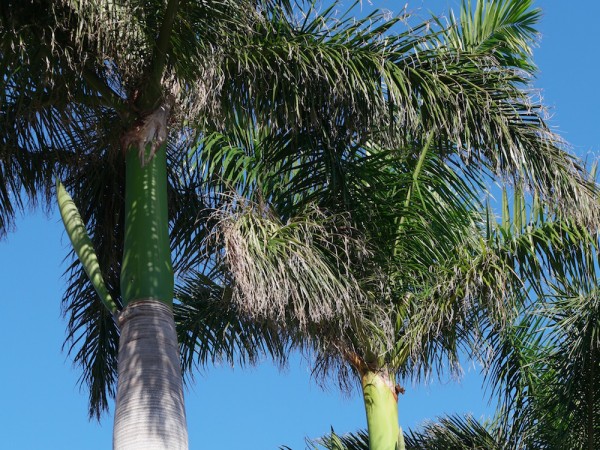 Fra palmesus til snøkledd landskap